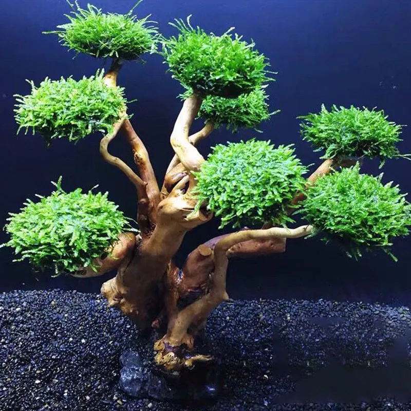 Fish Tank Plant Moss Tree Deco - Aquarium Plant Glue ulasan dan harga
