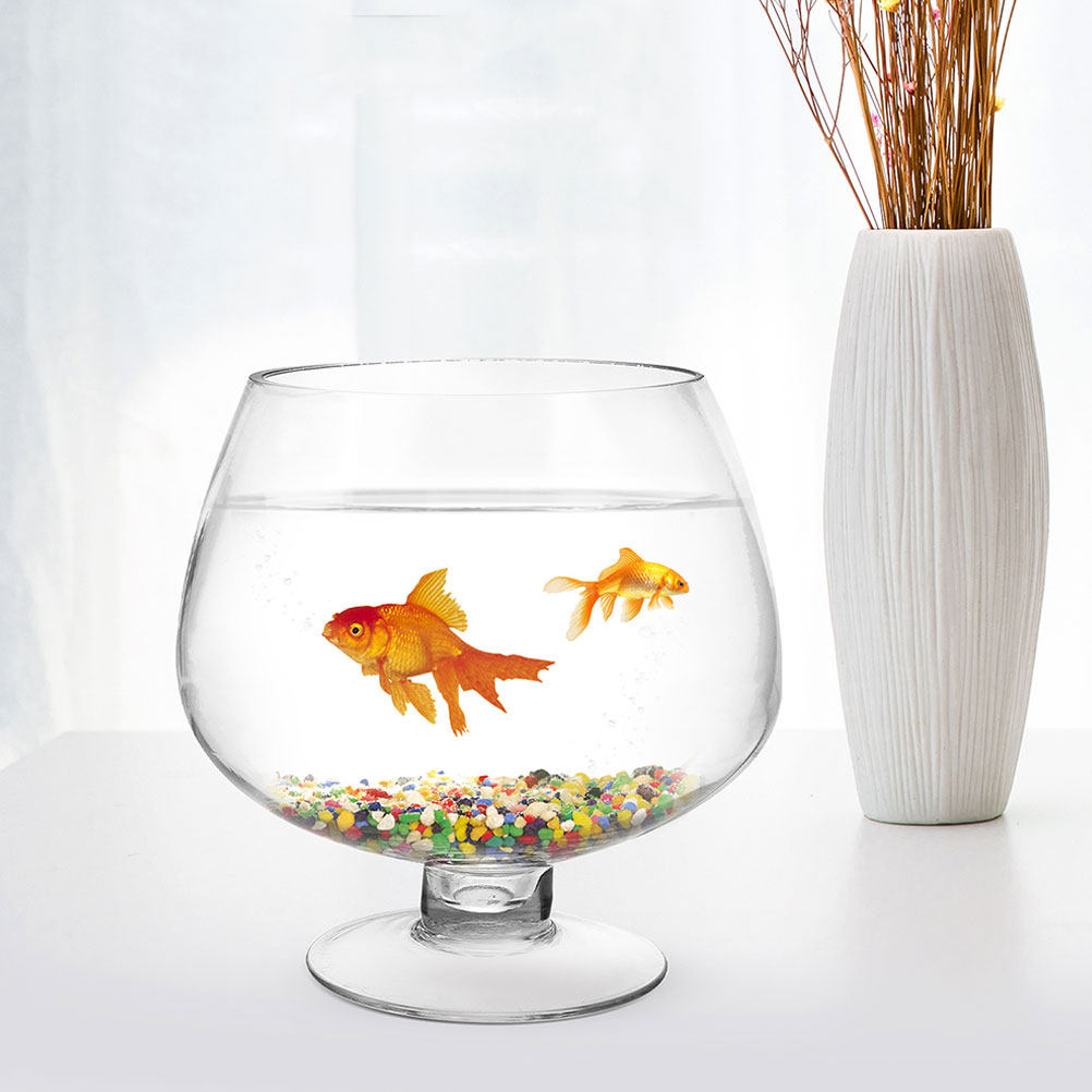 2Pcs Clear Glass Betta Tank De - Planted Aquarium For Goldfish ulasan dan harga