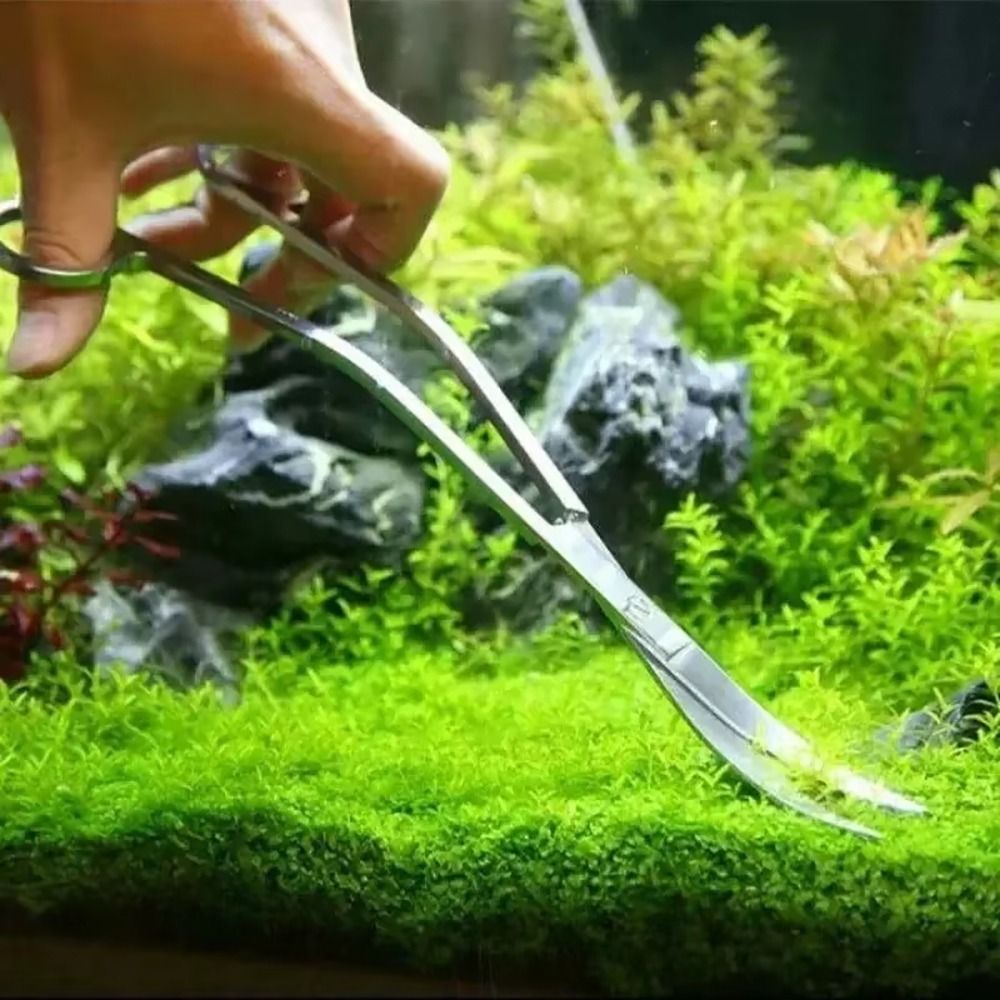 1Pcs Stainless Steel Aquarium  - Planted Aquarium Tools ulasan dan harga