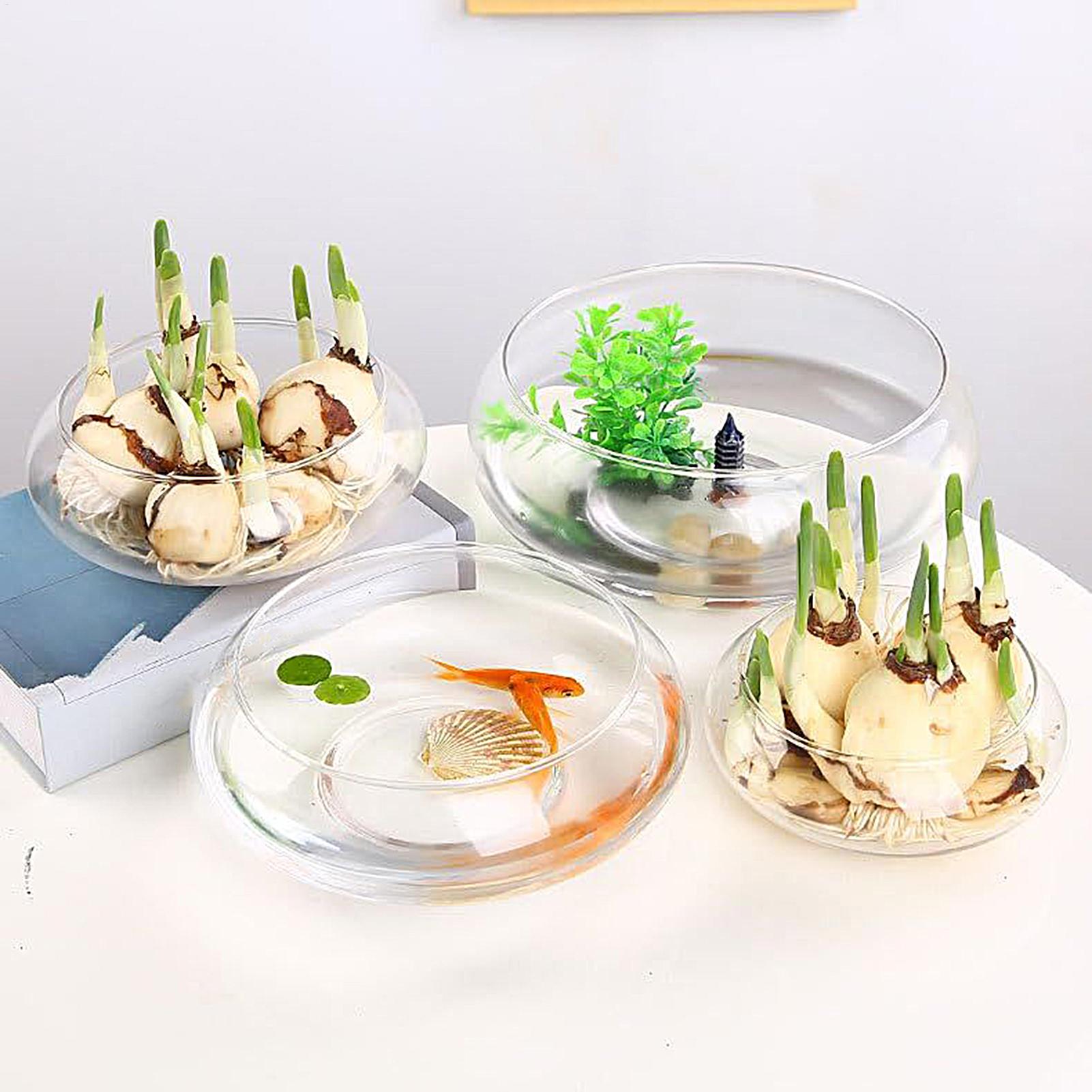 Fish Glass Bowl Glass Large Hy - Planted Aquarium For Goldfish ulasan dan harga