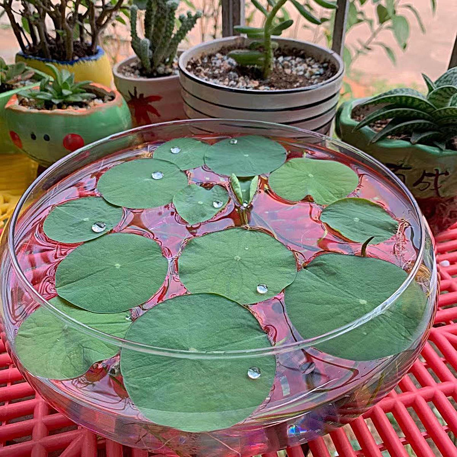 Fish Glass Bowl Glass Large Hy - Planted Aquarium For Goldfish ulasan dan harga